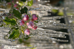 Lutte contre le gel par aspersion en verger de pommier. CTIFL Lanxade (24) : 7 avril 2021